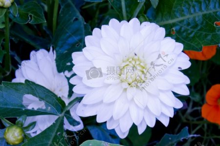 白色的大丽花