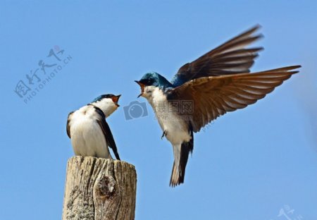 树Swallows.jpg