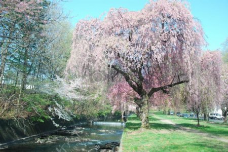 湖水边盛开的桃树