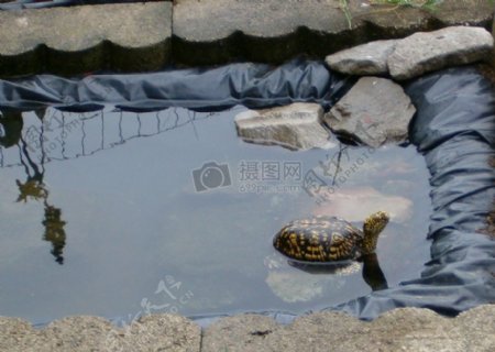 水里的小乌龟