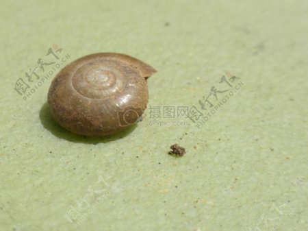 地面上的蜗牛