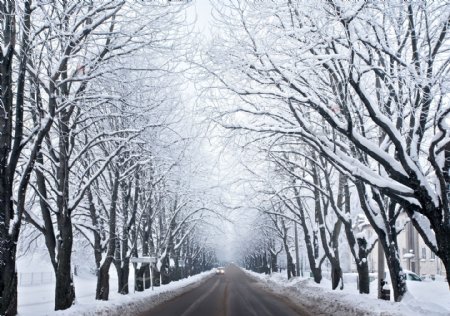 道路两边的雪景图片