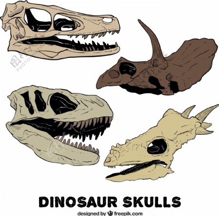 手绘的恐龙头骨