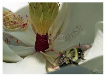 玉兰花和大黄蜂