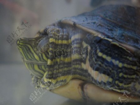 多摩绿海龟2