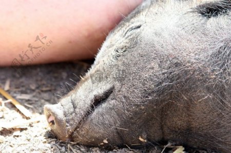 女性睡眠农场猪形象在户外在夏天