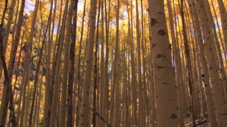秋天的阳光灿烂的树木通过股票的录像视频免费下载