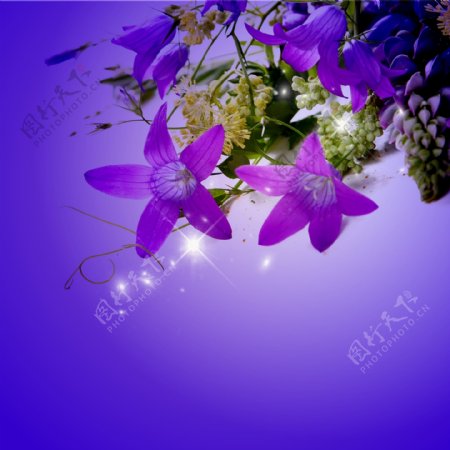 紫蓝色花朵素材