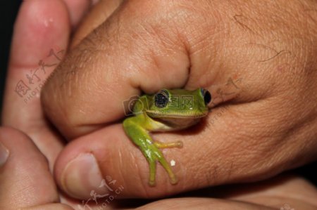 被捕获的小青蛙