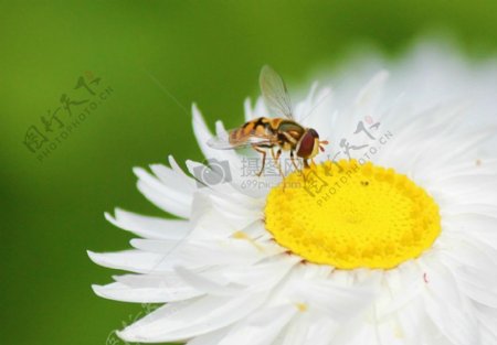 在采花粉的蜜蜂