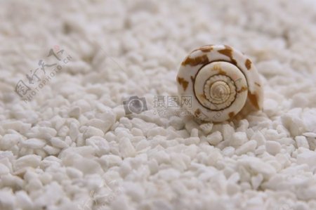 在砂石上的蜗牛