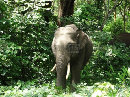 树林中的大象