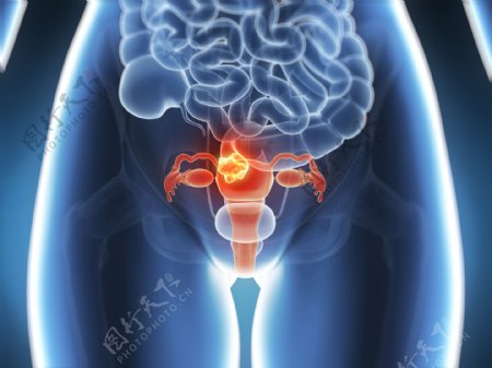 卵巢器官图片