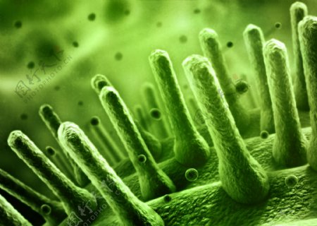 绿色长条形微生物图片