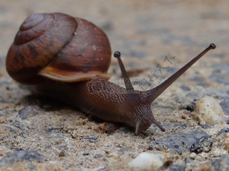 地面上的小蜗牛