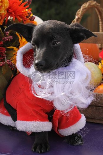 穿着圣诞衣服的黑狗
