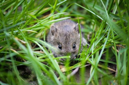 草丛中的小鼠