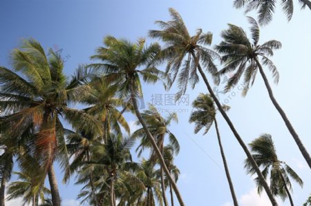 天空下的椰子树