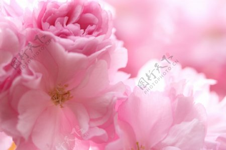 粉色唯美花卉吊顶图案