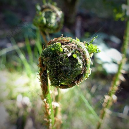 奇异的绿色蕨类植物