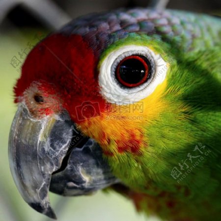 绿色红色和黄色的鸟的特写照片
