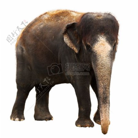 大象孤立