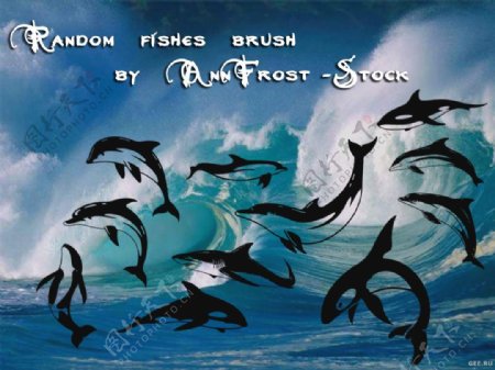 卡通海豚鲨鱼鲸鱼图案photoshop笔刷素材下载