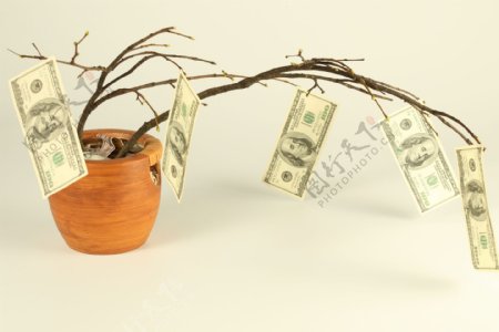 植物盆栽上的美元图片