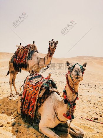沙沙漠干燥炎热骆驼