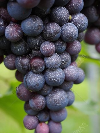 法国葡萄种植园的葡萄