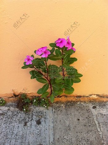 墙角处的花朵