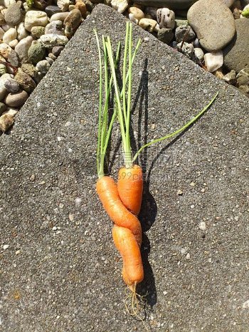 生长在一块的萝卜