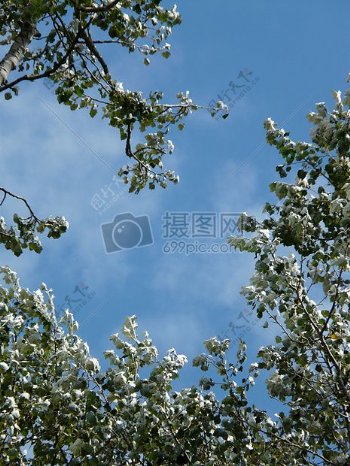 天空下的白杨树叶子