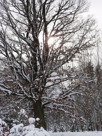 雪下的树木景观