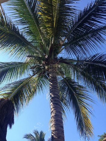 一棵茂盛的棕榈树