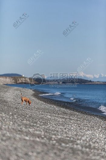 白天谭短期涂中型犬的海岸