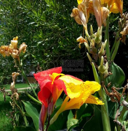 红色黄色植物热带百合美人蕉