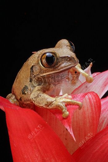 布朗青蛙红色花瓣花