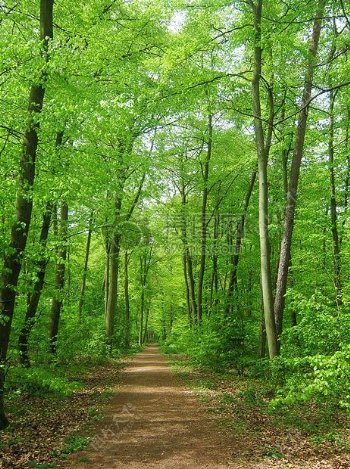 绿林中的小路