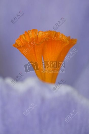 美丽的橙色花朵