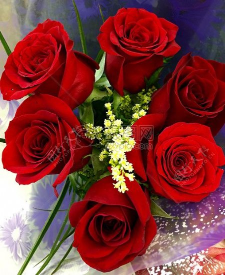 自然爱情浪漫鲜花花束玫瑰情人节红色玫瑰