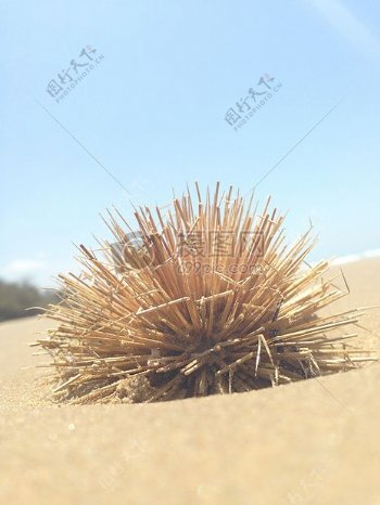 沙滩沙沙漠灌木