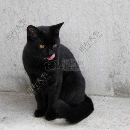 墙角的小黑猫