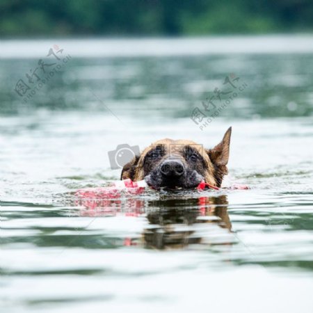 在湖中训练的猎犬