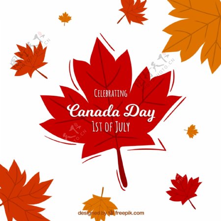 加拿大天国庆日秋天枫叶背景