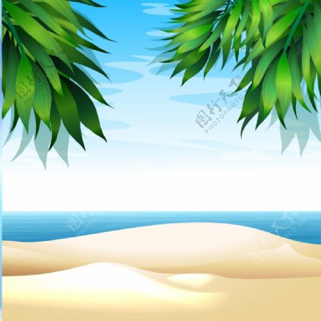 夏季海滩植物背景