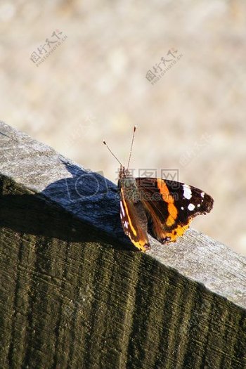 木头上休息的蝴蝶