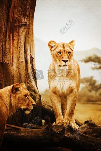 大树下的两只母狮子