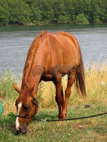河岸上的棕色马