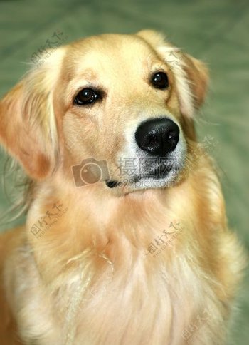 狗黃金獵犬寵物犬